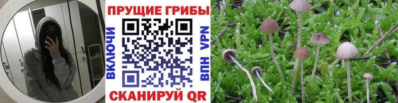 Псилоцибиновые грибы Psilocybe  Купить закладки  Ленинск-Кузнецкий 